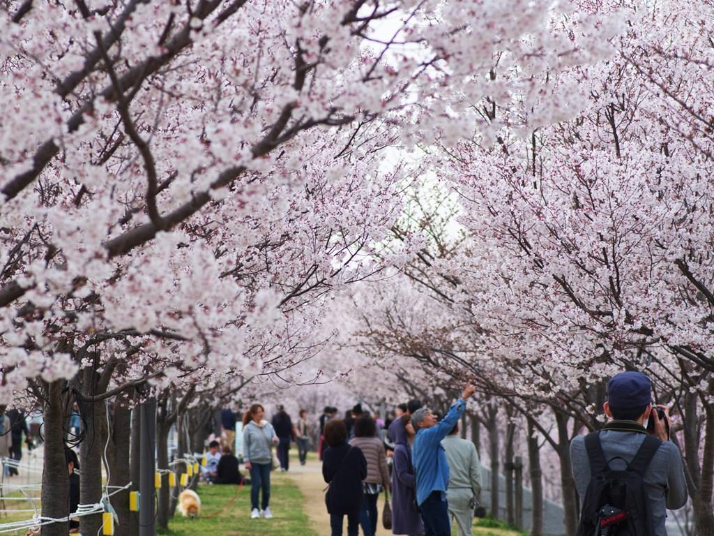 大阪狭山市 狭山池の桜 なまくらの草子