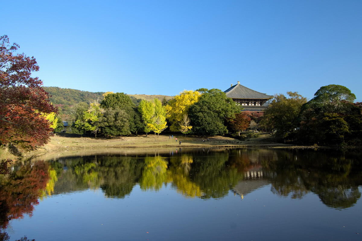奈良 東大寺 大仏池の大銀杏: なまくらの草子